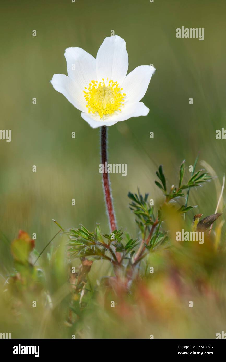 Petite cloche alpine ou anémone Brocken (Pulsatilla alpina subsp. Austriaca), fleur, Vosges, France Banque D'Images