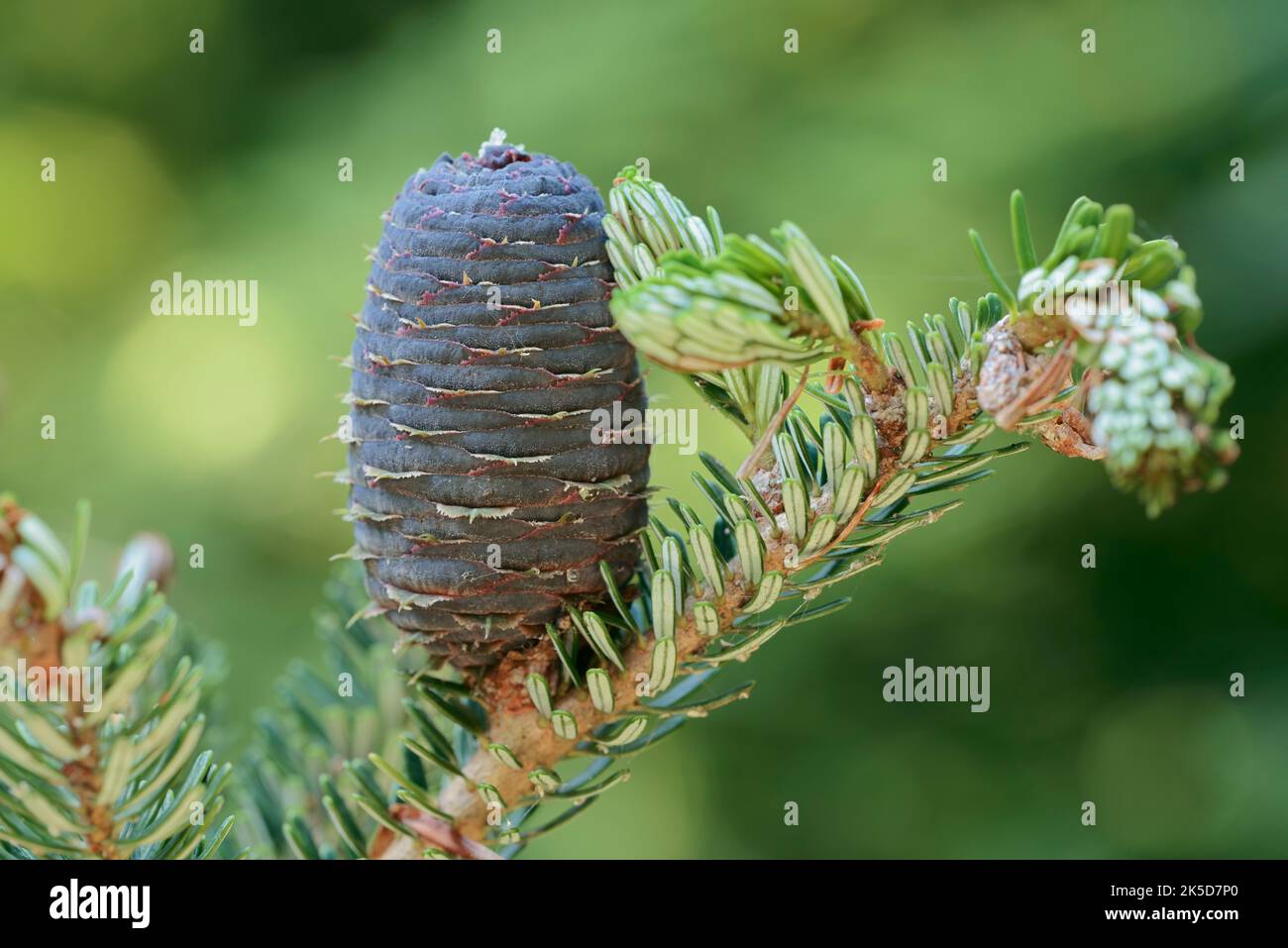 Sapin de Corée (Abies koreana), branche avec cônes, Rhénanie-du-Nord-Westphalie, Allemagne Banque D'Images