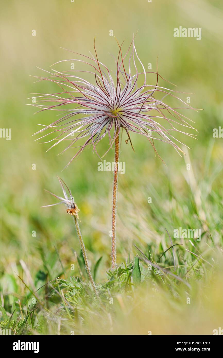 Petite cloche alpine ou anémone broken (Pulsatilla alpina subsp. Austriaca), porte-fruits, Vosges, France Banque D'Images