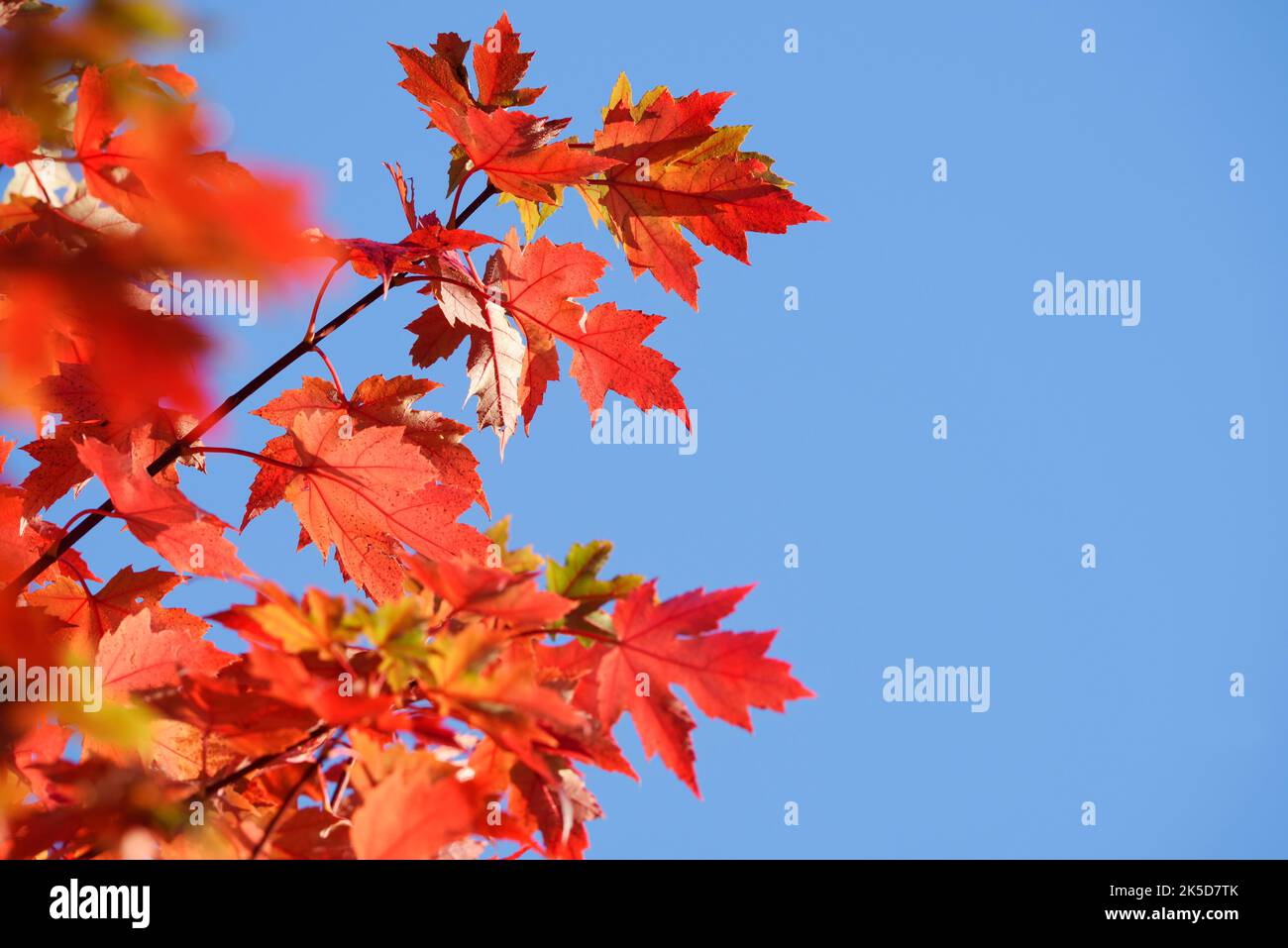 Arbre ambre américain (Liquidambar styraciflua), feuilles en automne, Rhénanie-du-Nord-Westphalie, Allemagne Banque D'Images