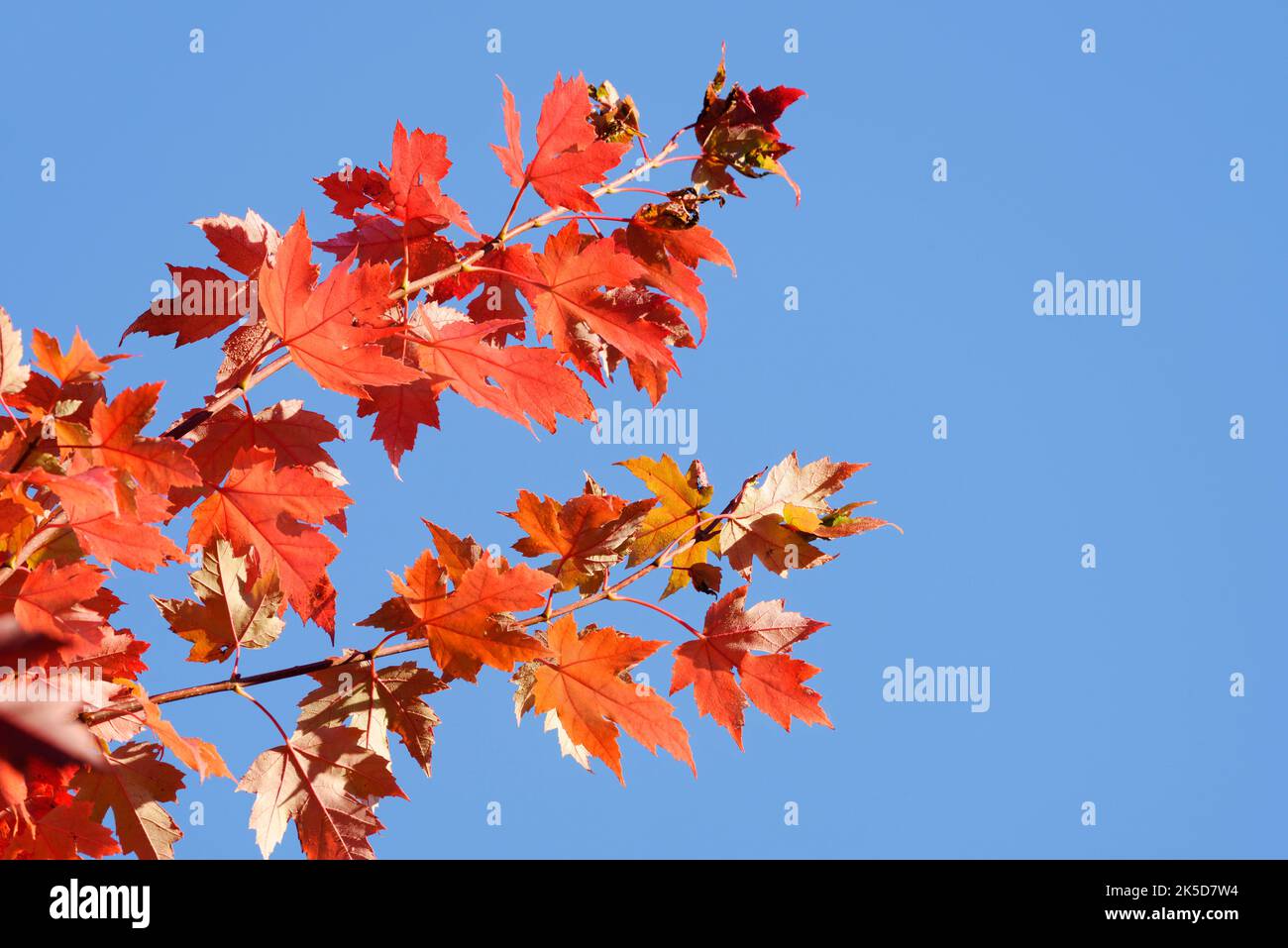 Arbre ambre américain (Liquidambar styraciflua), feuilles en automne, Rhénanie-du-Nord-Westphalie, Allemagne Banque D'Images
