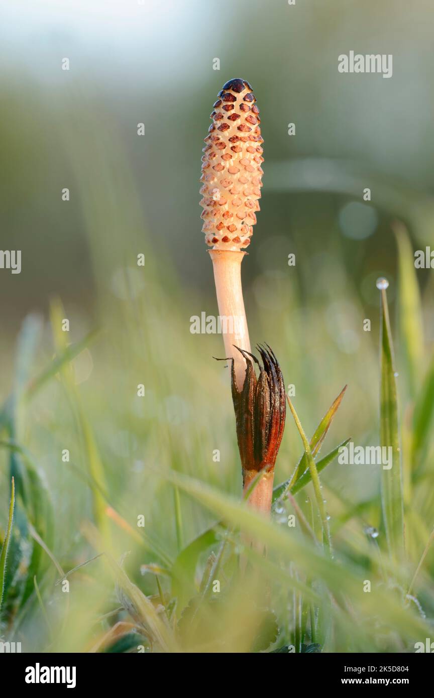 Horsetail (Equisetum arvense), Rhénanie-du-Nord-Westphalie, Allemagne Banque D'Images