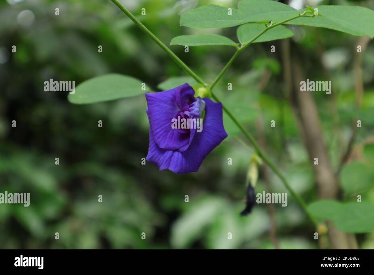 Gros plan d'une fleur de pois papillons à double fleur (Clitoria Ternatea), la fleur est la couleur bleu vif et intense et a fleuri sur la vigne Banque D'Images