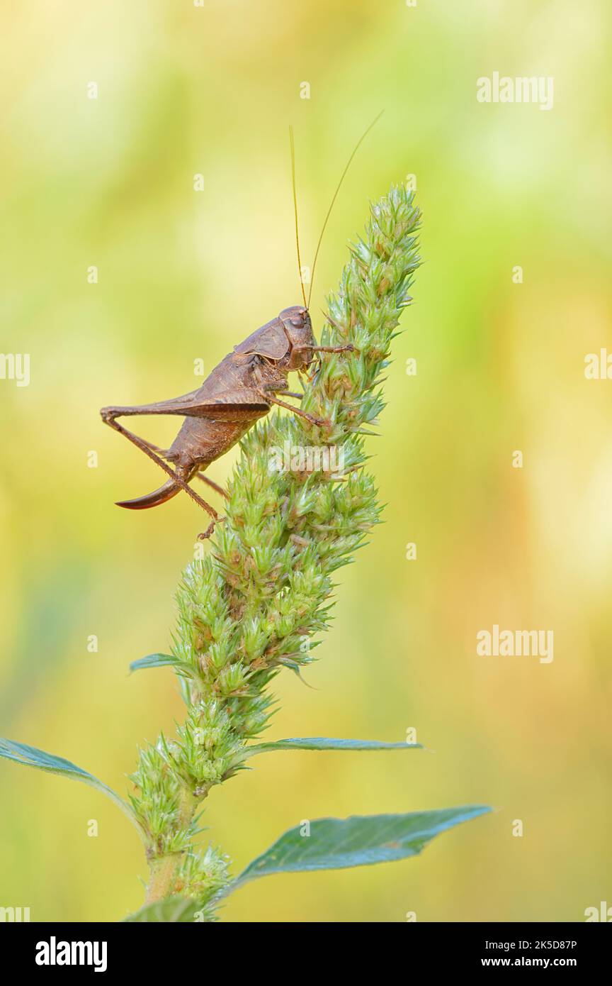 Cricket commun du Bush (Pholidoptera griseoaptera), femelle, Rhénanie-du-Nord-Westphalie, Allemagne Banque D'Images
