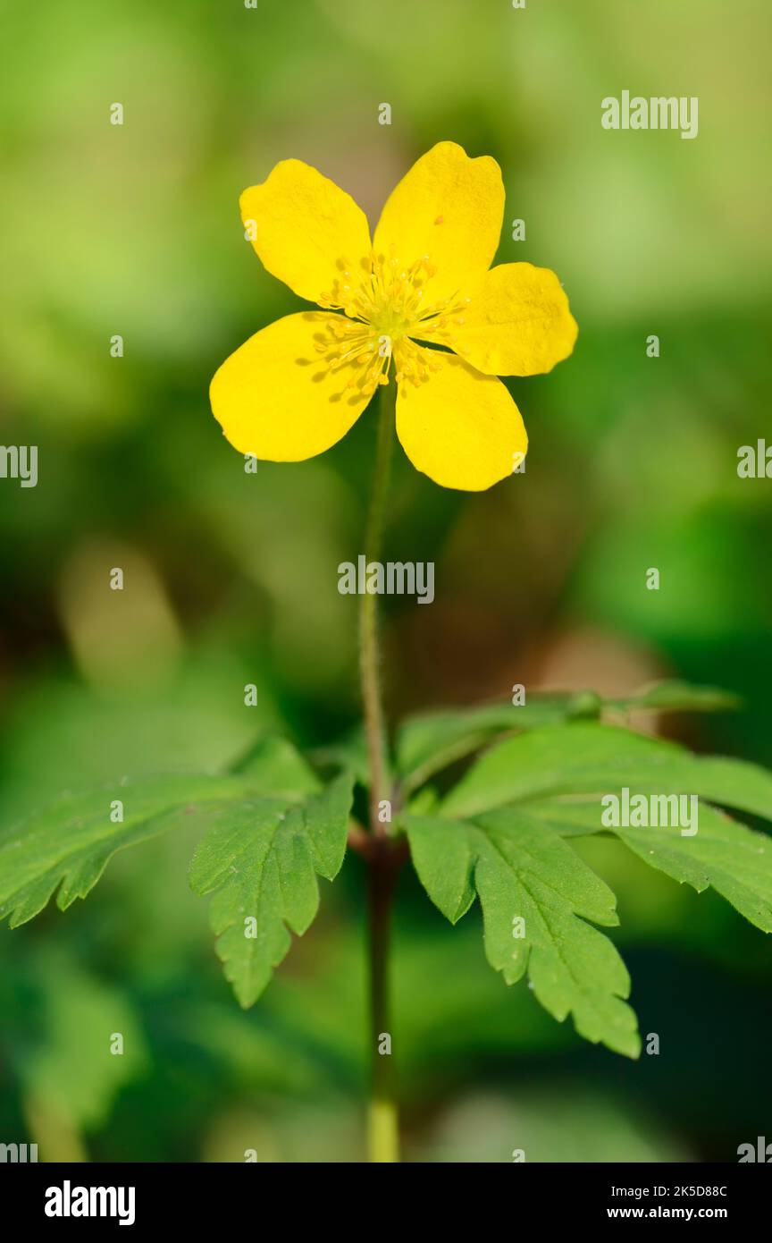 Anémone jaune (Anemone ranunculides), floraison au printemps, Rhénanie-du-Nord-Westphalie, Allemagne Banque D'Images