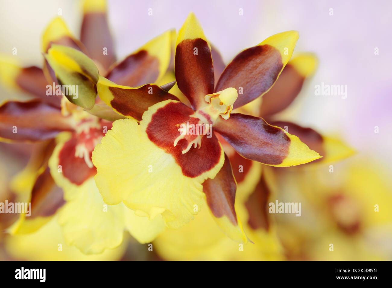 Orchidée tigre (Colmanara Wildcat), fleurs, plantes ornementales Banque D'Images