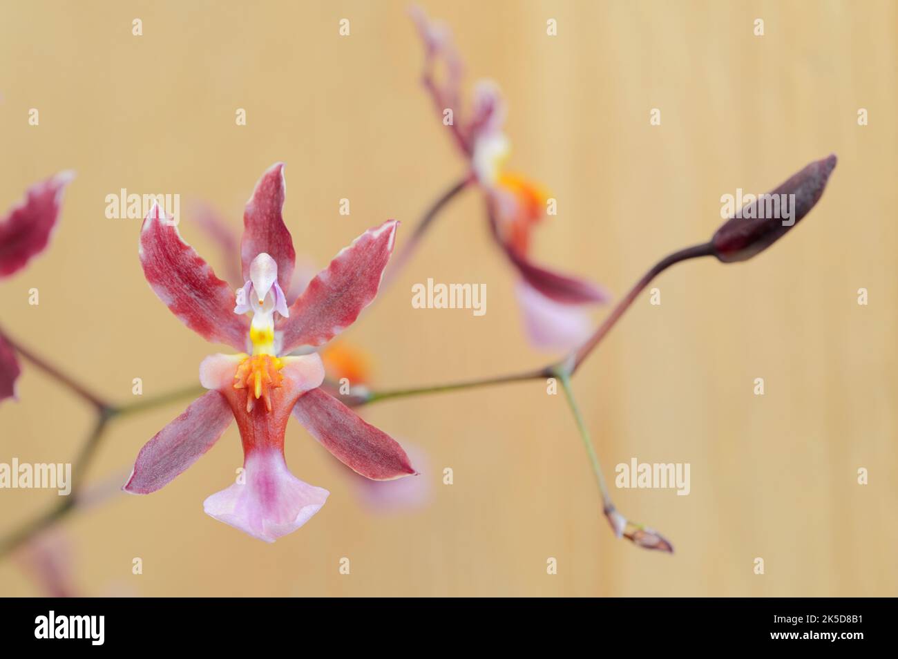 Orchidée parfumée (Oncidium Kathrin Zoch), fleurs, plantes ornementales Banque D'Images