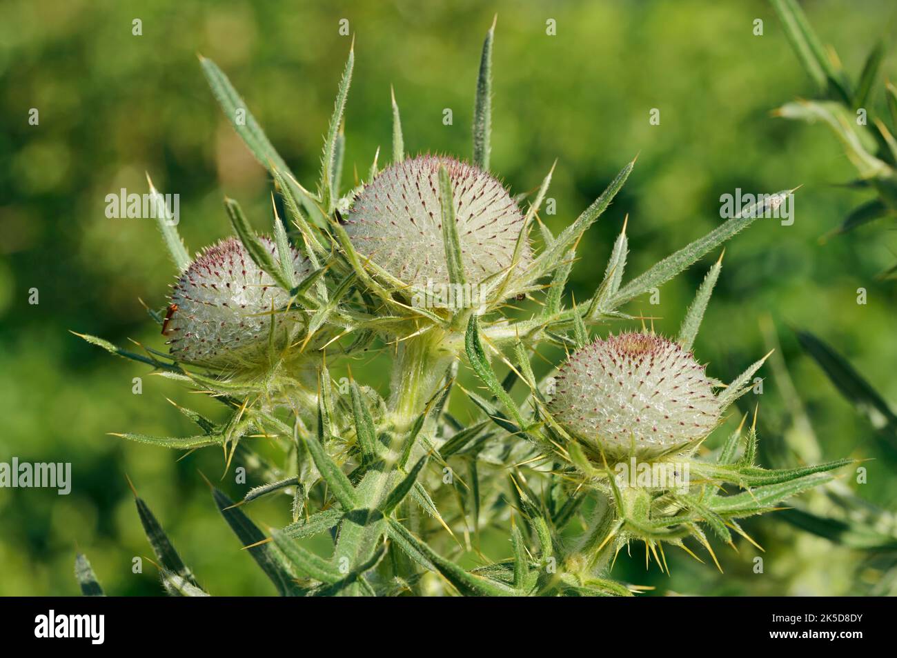 Chardon (Cirsium eriophorum), têtes de fleurs, Bavière, Allemagne Banque D'Images