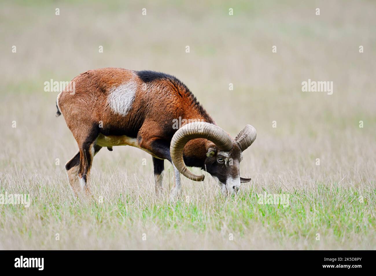 Mouflon européen (Ovis gmelini musimon), bélier dans un pré, Allemagne Banque D'Images