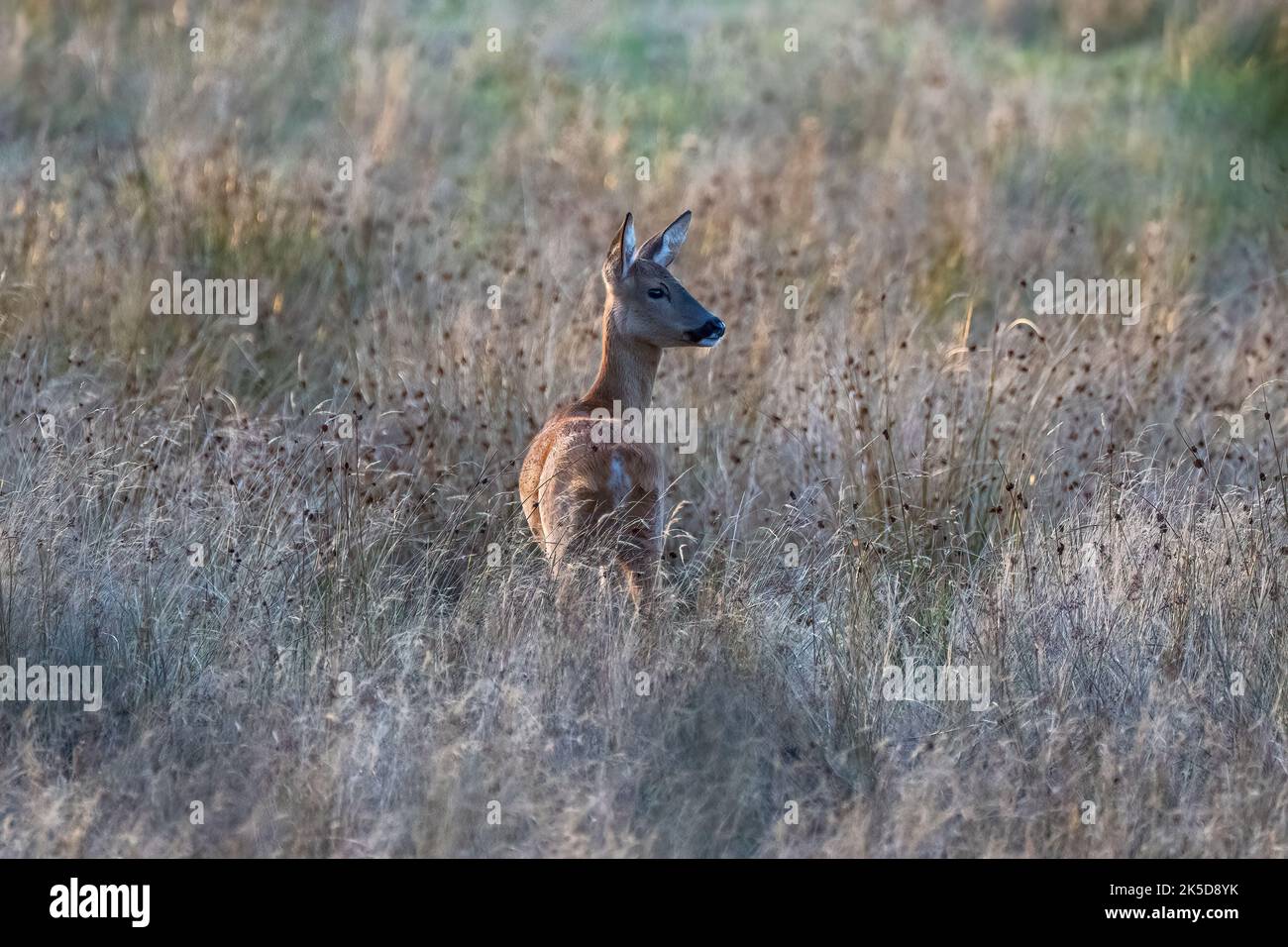 Cerf de Virginie (Doe) -Capranolus capranolus. Dorset Royaume-Uni Banque D'Images
