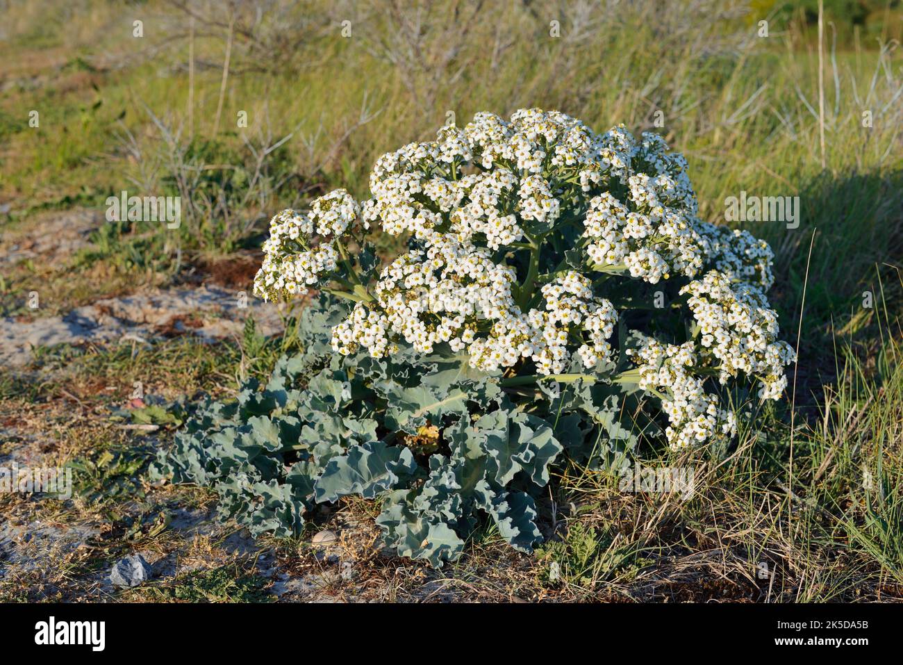 Véritable chou de mer (Crambe maritima), Zélande, pays-Bas Banque D'Images