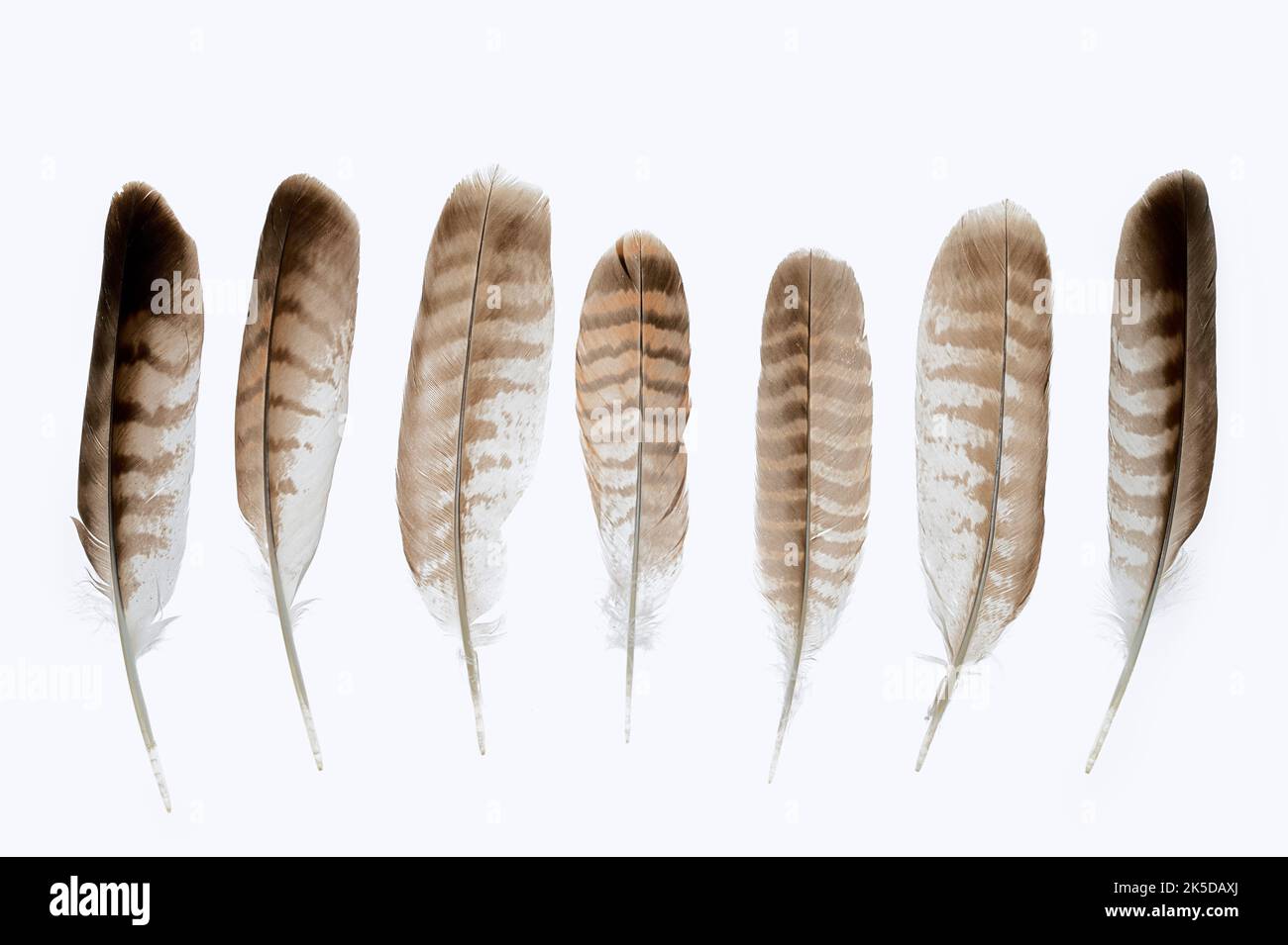 Buzzard (Buteo buteo), plumes Banque D'Images