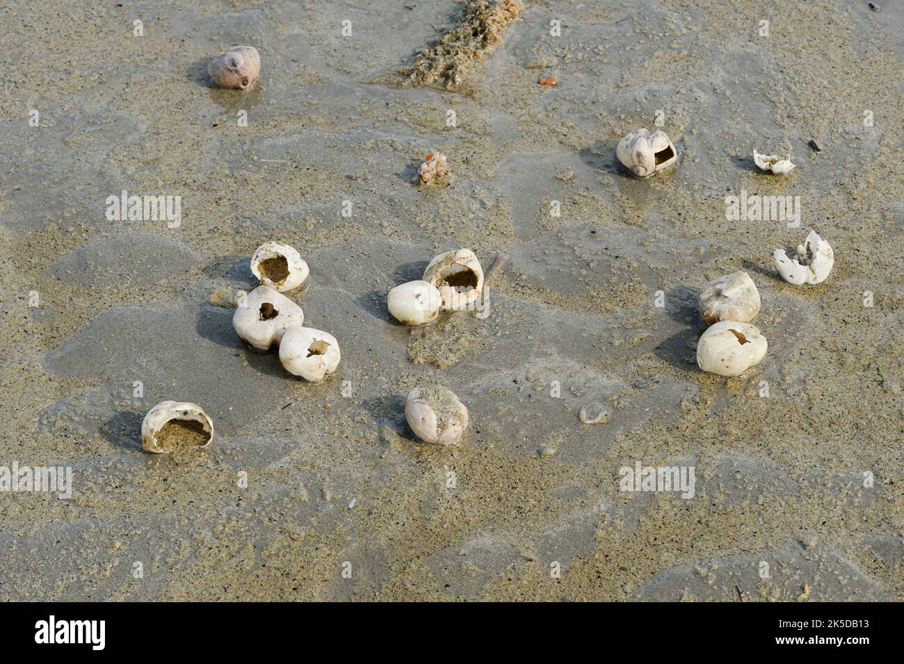 Hérisson de coeur (Echinocardium spec.), squelettes sur la plage, Mer du Nord, Flandre Occidentale, Flandre, Belgique Banque D'Images