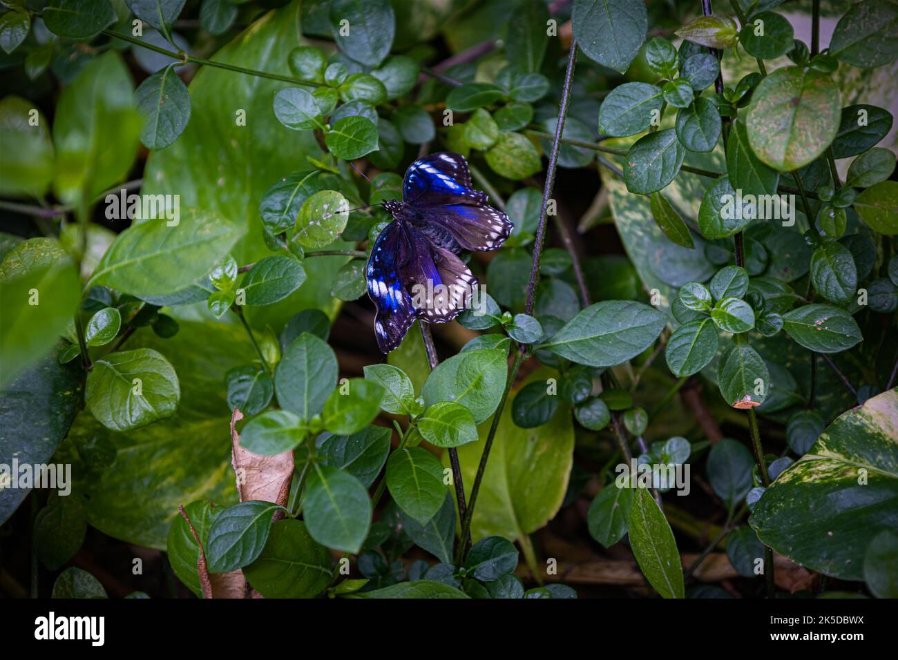 Gros plan magnifique papillon dans un jardin d'été Banque D'Images