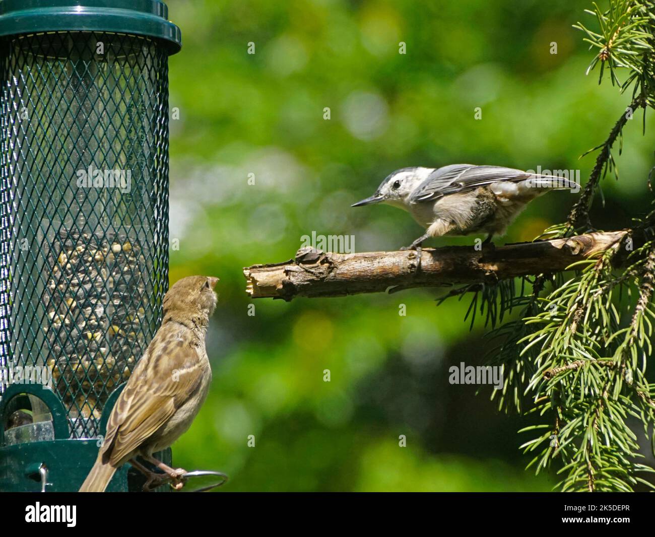 Nuthatch à la poitrine blanche et front de mer de maison sur le mangeoire à oiseaux dans le sud du Michigan Banque D'Images
