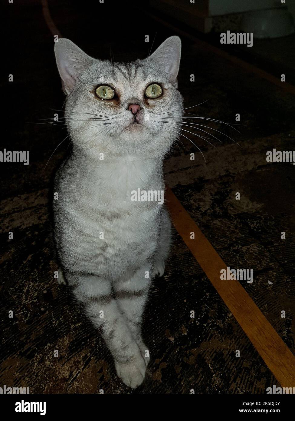 Portrait d'un chat: Élégant, beau et les rois parmi les animaux - chats domestiques. Photographié à l'intérieur comme un cliché... Banque D'Images