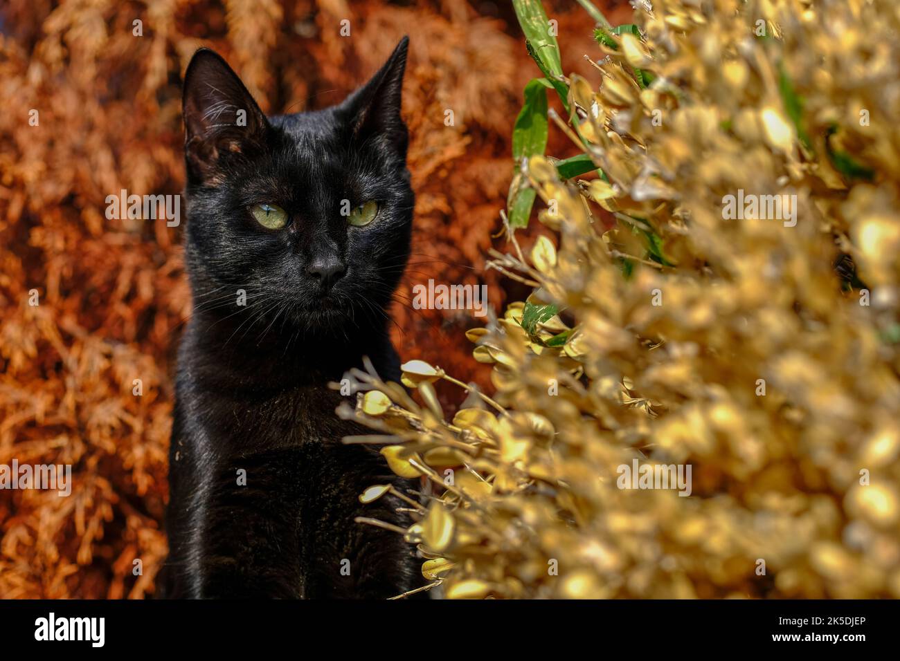 Portrait d'un chat: Élégant, beau et les rois parmi les animaux - chats domestiques. Photographié à l'intérieur comme un cliché... Banque D'Images