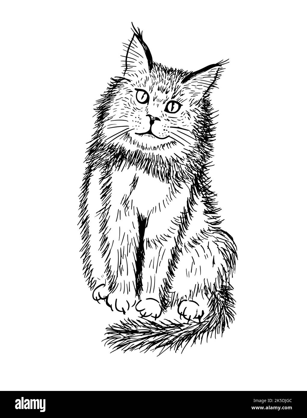 Hachurage de l'esquisse de chat. Illustration vectorielle Illustration de Vecteur