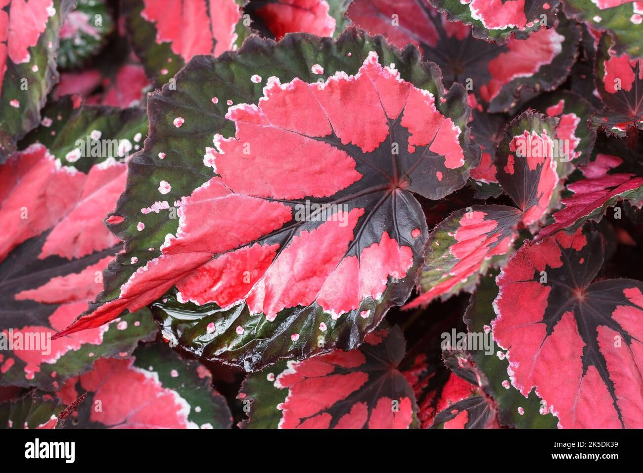 Begonia 'Hilo Holiday' part. Banque D'Images