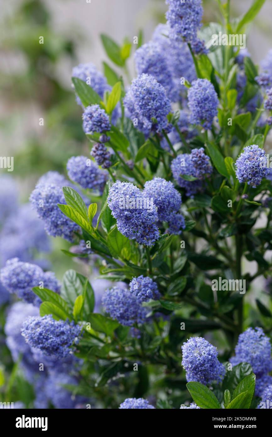 Ceanothus fleurit au printemps. Banque D'Images