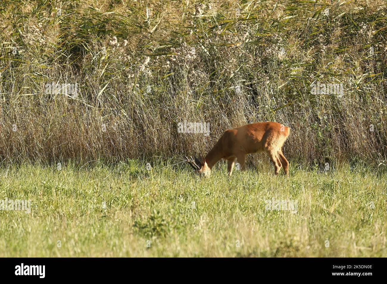 cerf sauvage dans le paysage suédois Banque D'Images