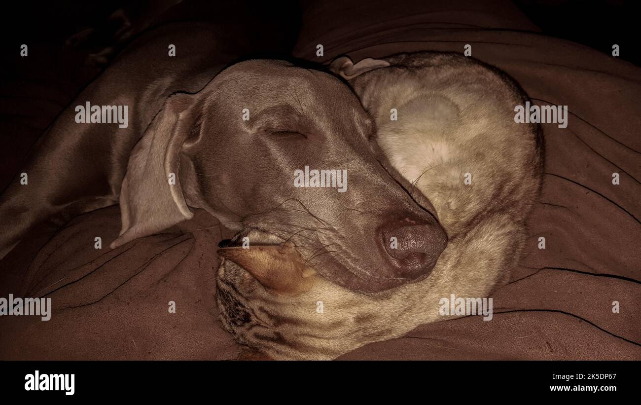 Portrait d'un chien : mise au point sur la tête. Banque D'Images