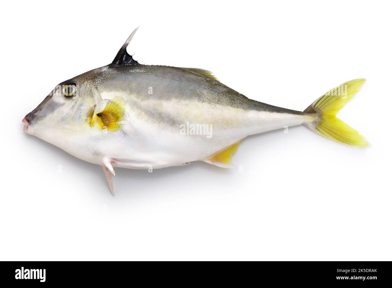 poisson tripode à nez court, poisson-cheval argenté, poisson hélicoptère, gimma isolé sur fond blanc Banque D'Images