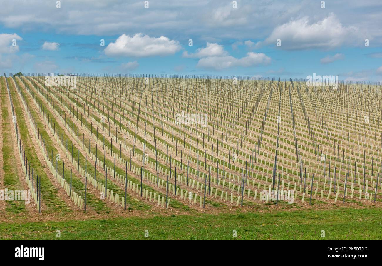 Résumé du vignoble au vignoble de la vallée de Somborne dans la vallée de Test du Hampshire près de Kings Somborne, Hampshire, Angleterre, Royaume-Uni Banque D'Images