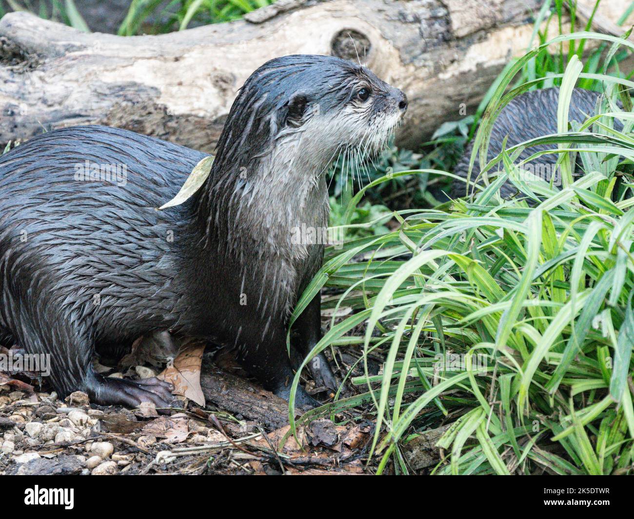 Courte asiatique griffé Otter Banque D'Images