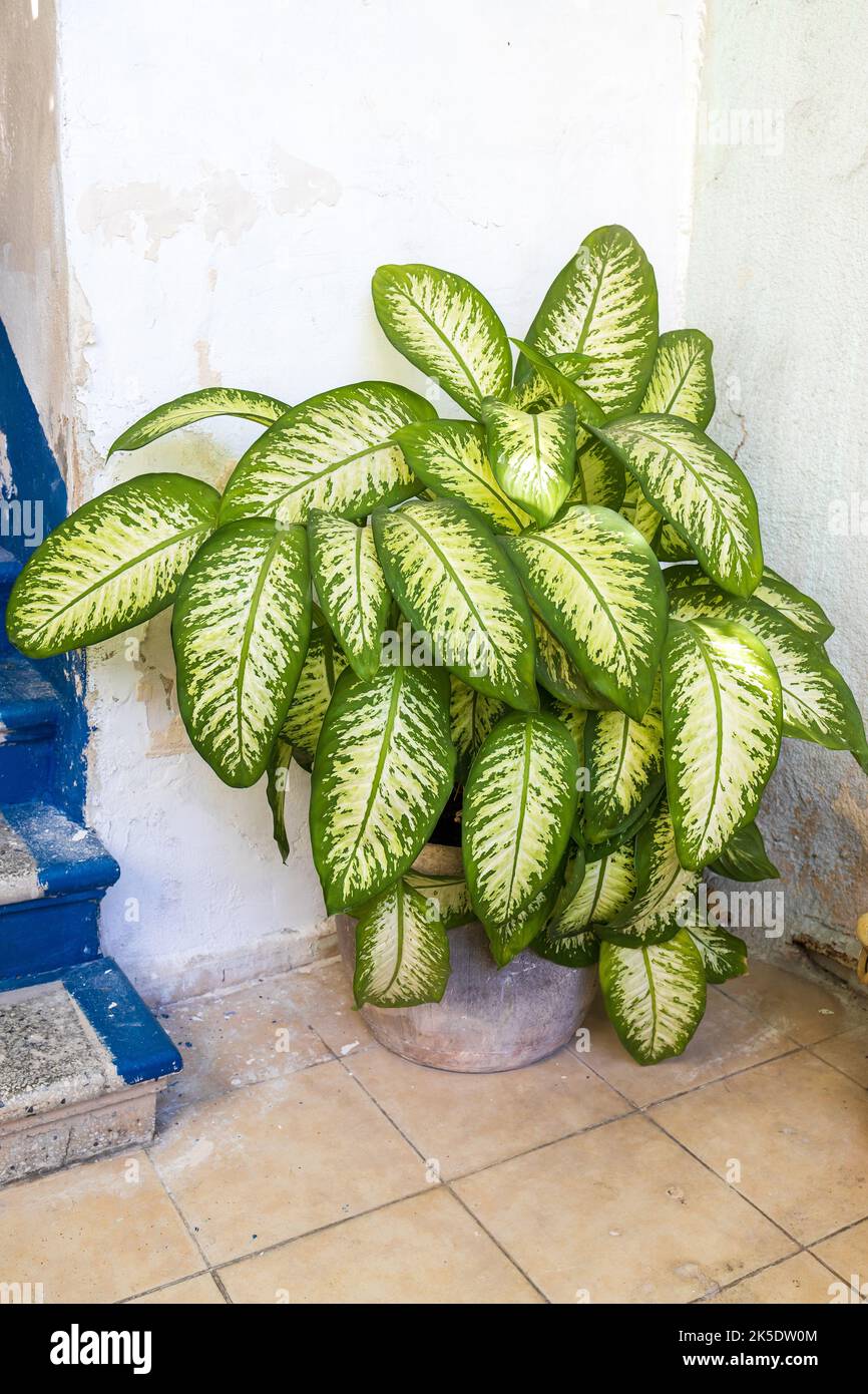 Dieffenbachia plante dans un bain près des escaliers comme décoration d'entrée Banque D'Images