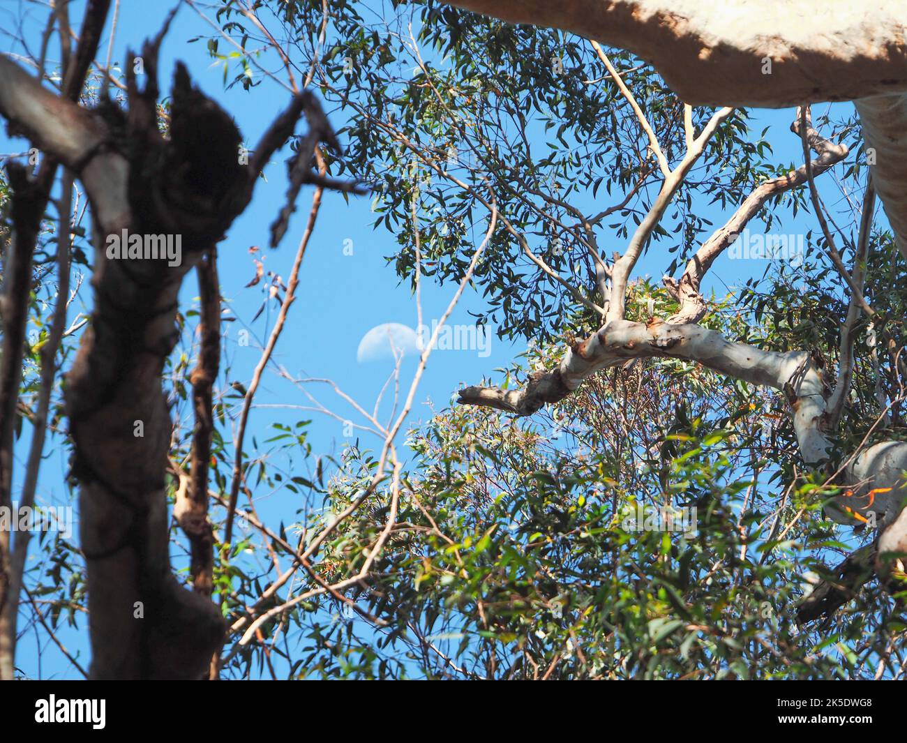 Nature, Une lune d'un jour dans le ciel bleu regardant à travers la canopée de parmi les feuilles de l'Eucalyptus Gum Tree, Australie Banque D'Images