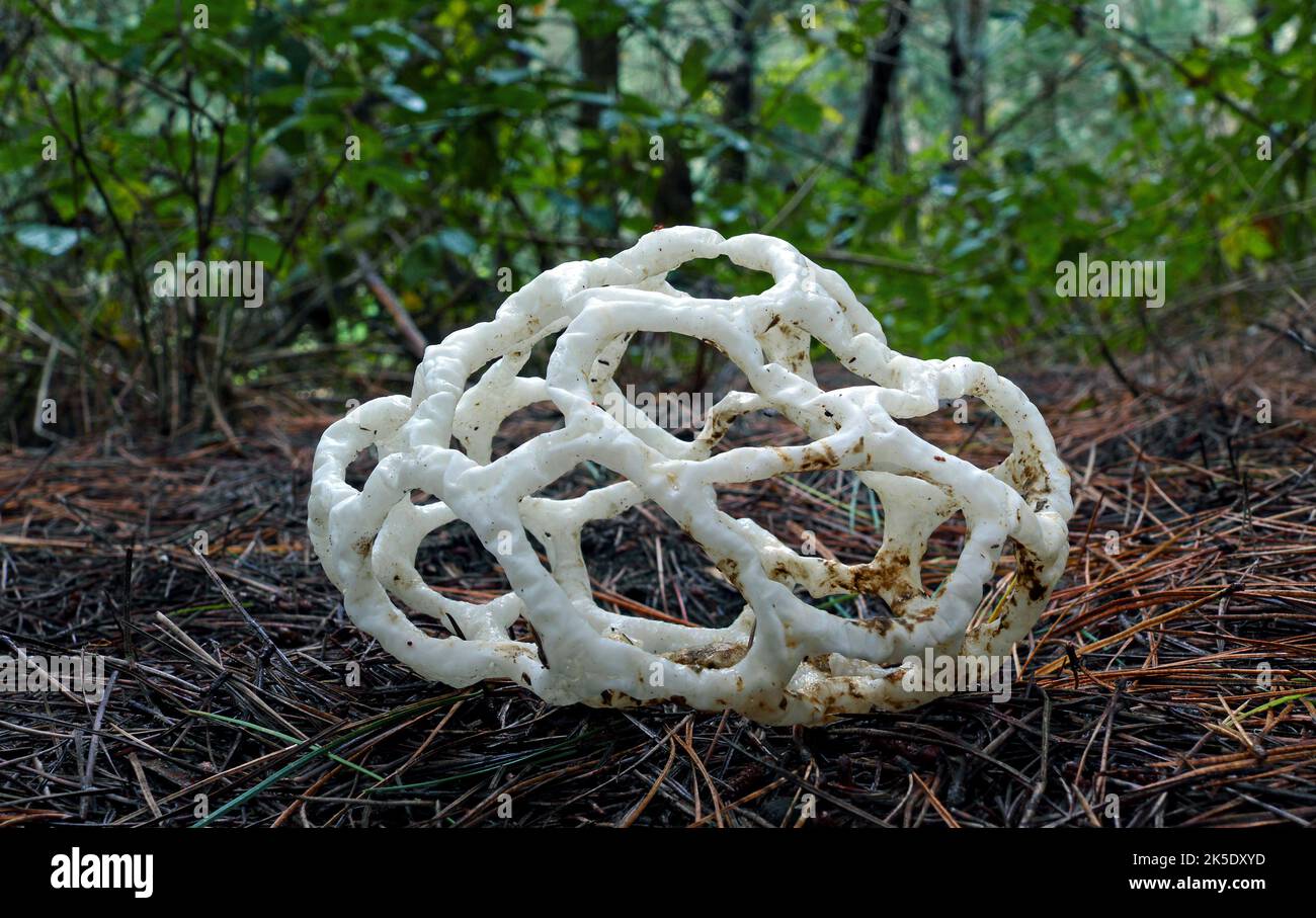 Ileodictyon cibarium est une espèce saprophyte de champignon de la famille des Phallaceae. Il est originaire d'Australie et de Nouvelle-Zélande, où il est communément connu comme le champignon du panier ou le champignon du panier blanc, faisant allusion à ses fructifications, formées comme une boule ronde ou ovale avec des branches entrelacées ou latinées. Dans la géométrie, cette forme est appelée un solide platonique dodécaèdre. Bien que les corps de fruits sphériques immatures soient comestibles, le corps de fruits mûrs est nauséabond et partiellement recouvert d'une couche de chaux contenant des spores (gleba) sur les surfaces intérieures. Crédit: BSpragg Banque D'Images