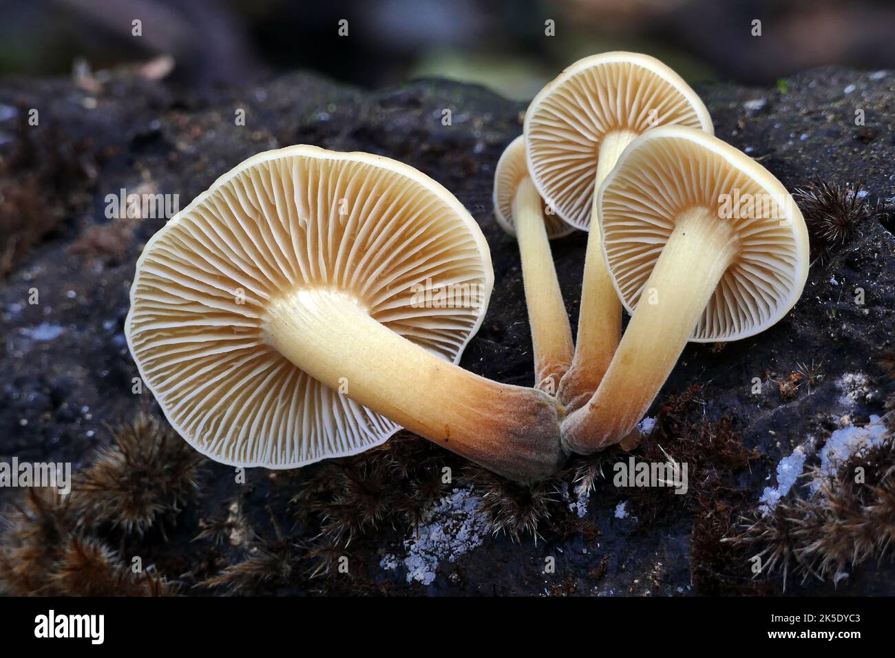 Flammulina velutipes est une espèce de champignon agarique (champignon à volants) de la famille des Physalacriaceae. Au Royaume-Uni, on lui a donné le nom anglais recommandé de queue de velours. Ici photographié dans les bois en Nouvelle-Zélande, où les mycologues y considèrent F. velutipes comme une variété distincte. Crédit: BSpragg Banque D'Images