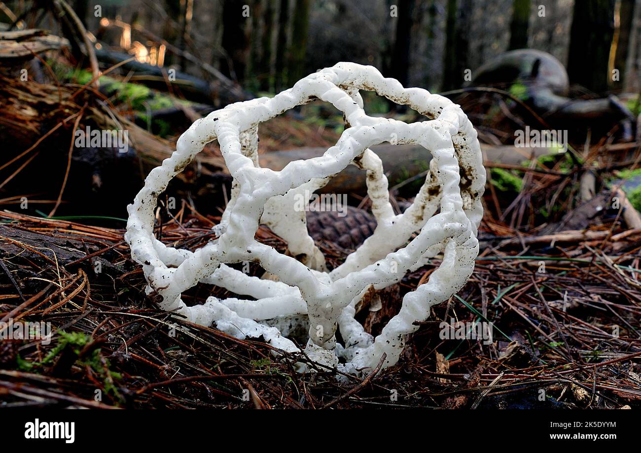 Ileodictyon cibarium est une espèce saprophyte de champignon de la famille des Phallaceae. Il est originaire d'Australie et de Nouvelle-Zélande, où il est communément connu comme le champignon du panier ou le champignon du panier blanc, faisant allusion à ses fructifications, formées comme une boule ronde ou ovale avec des branches entrelacées ou latinées. Dans la géométrie, cette forme est appelée un solide platonique dodécaèdre. Bien que les corps de fruits sphériques immatures soient comestibles, le corps de fruits mûrs est nauséabond et partiellement recouvert d'une couche de chaux contenant des spores (gleba) sur les surfaces intérieures. Crédit: BSpragg Banque D'Images