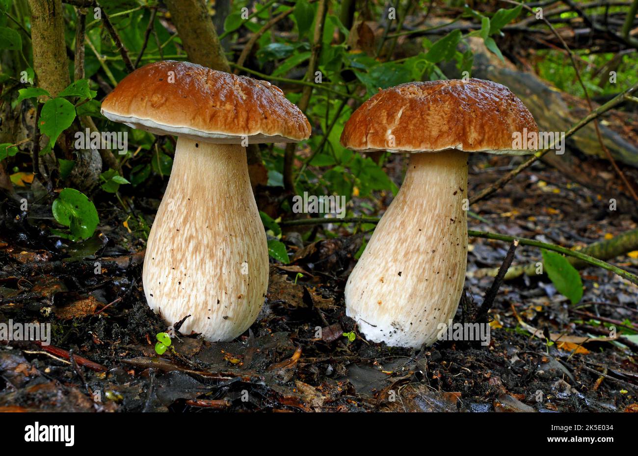 Boletus edulis (cep, penny bun, porcino ou porcini) est un champignon basidiomycète. Largement distribué dans l'hémisphère Nord à travers l'Europe, l'Asie et l'Amérique du Nord, il ne se trouve pas naturellement dans l'hémisphère Sud, bien qu'il ait été introduit en Afrique australe, en Australie, en Nouvelle-Zélande et au Brésil. Plusieurs champignons européens étroitement liés autrefois considérés comme des variétés ou des formes de B. edulis ont été montrés en utilisant l'analyse phylogénétique moléculaire pour être des espèces distinctes, et d'autres précédemment classés comme espèces distinctes sont conspécifiques avec cette espèce.??Credit: BSpragg Banque D'Images