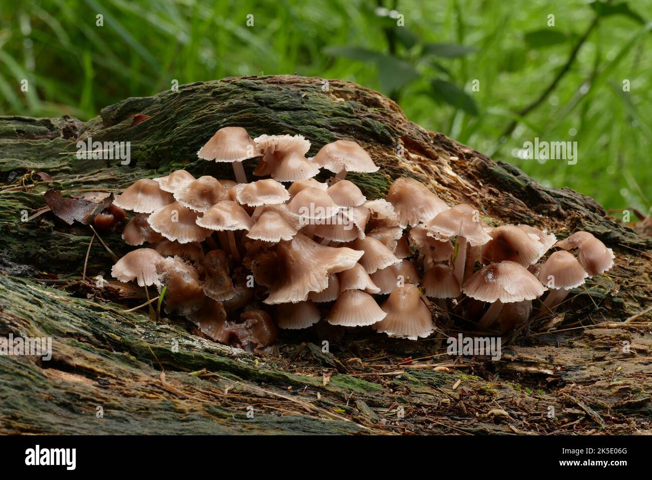 Mycena parsonsii (parfois connu sous le nom de champignon Helmet rose) est un petit champignon saprophytique, un membre des champignons à la coque. Il pousse en amas sur le bois mort de Kunzea ericoides, Leptospermum scoparium, Dacrycarpus dacrydioides, Metrosideros excelsa et d'autres espèces de Metrosideros dans la forêt de podocarpe dicotyledonous des basses terres dans toute la Nouvelle-Zélande en automne et au début de l'hiver. Il peut également croître sur le bois des arbres introduits. Crédit: BSpragg Banque D'Images