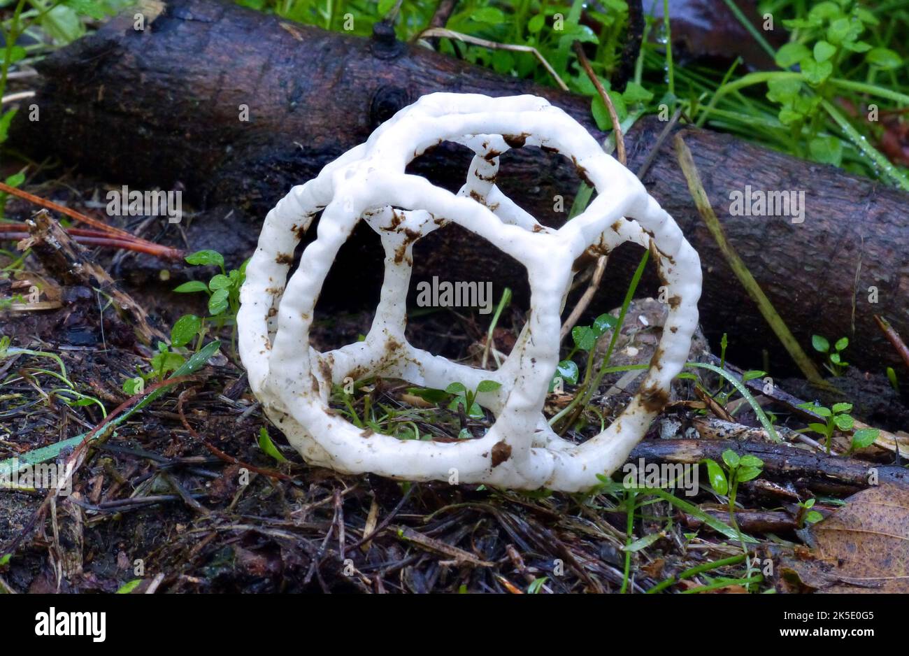 Ileodictyon cibarium est une espèce saprophyte de champignon de la famille des Phallaceae. Il est originaire d'Australie et de Nouvelle-Zélande, où il est communément connu comme le champignon du panier ou le champignon du panier blanc, faisant allusion à ses fructifications, formées comme une boule ronde ou ovale avec des branches entrelacées ou latinées. Dans la géométrie, cette forme est appelée un solide platonique dodécaèdre. Bien que les corps de fruits sphériques immatures soient comestibles, le corps de fruits mûrs est nauséabond et partiellement recouvert d'une couche de chaux contenant des spores (gleba) sur les surfaces intérieures. Crédit: BSpragg Banque D'Images