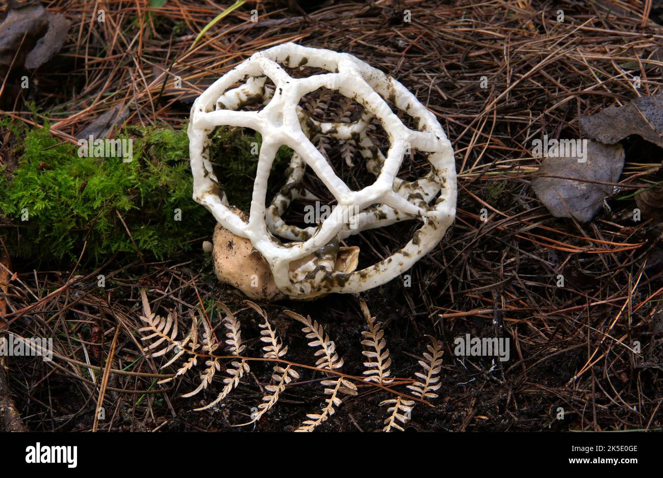 Ileodictyon cibarium est une espèce saprophyte de champignon de la famille des Phallaceae. Il est originaire d'Australie et de Nouvelle-Zélande, où il est communément connu comme le champignon du panier ou le champignon du panier blanc, faisant allusion à ses fructifications, formées comme une boule ronde ou ovale avec des branches entrelacées ou latinées. Dans la géométrie, cette forme est appelée un solide platonique dodécaèdre. Bien que les corps de fruits sphériques immatures soient comestibles, le corps de fruits mûrs est nauséabond et partiellement recouvert d'une couche de chaux contenant des spores (gleba) sur les surfaces intérieures. Crédit: BSpragg Banque D'Images