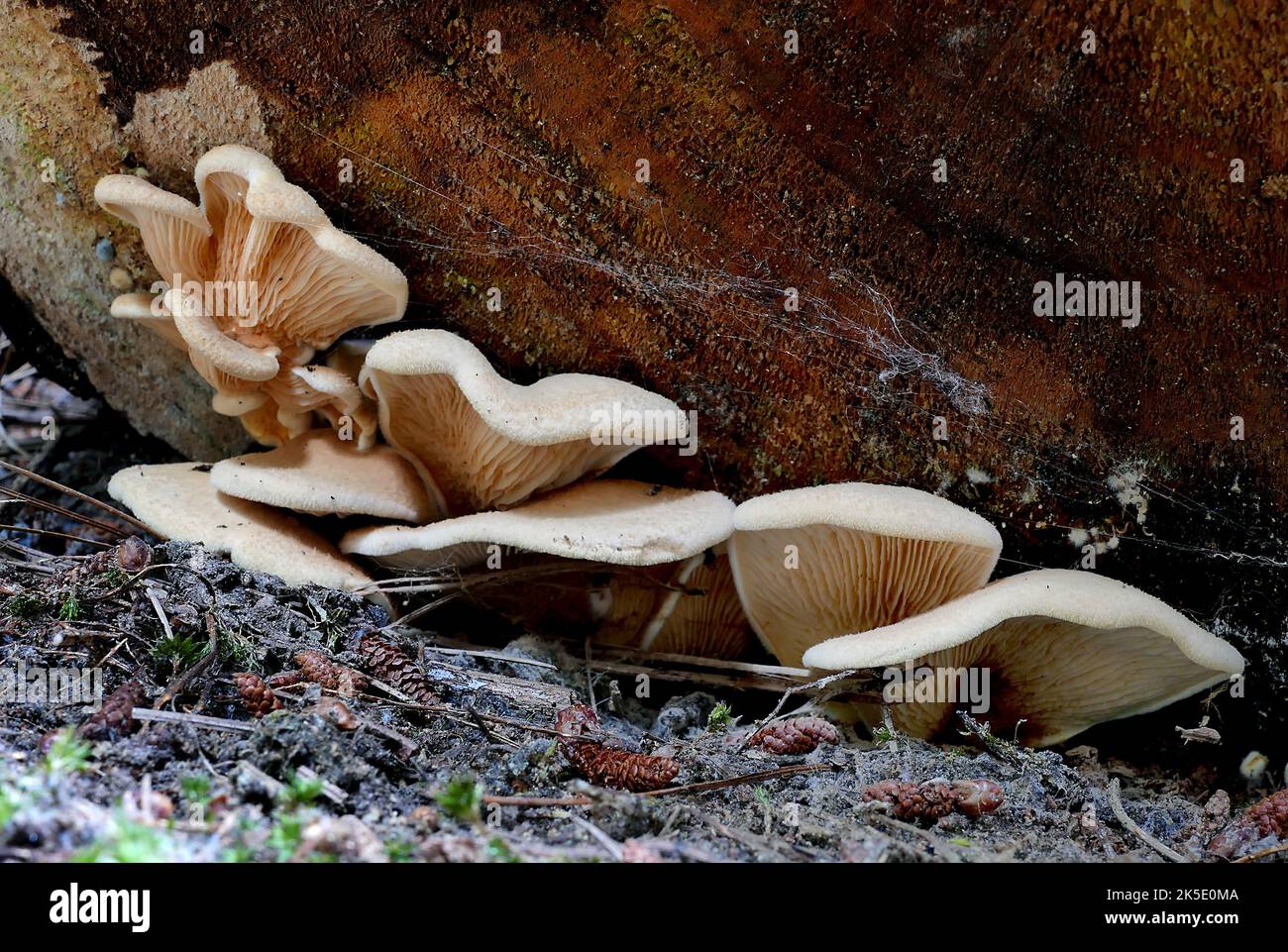Pleurotus ostreatus, le champignon huître, le champignon huître ou hiratake, est un champignon comestible courant. Cultivé d'abord en Allemagne comme mesure de subsistance pendant la première Guerre mondiale et maintenant cultivé commercialement autour du monde pour la nourriture. Elle est liée au champignon huître de roi cultivé de façon similaire. Les champignons peuvent également être utilisés industriellement à des fins de mycorestauration. Le champignon huître est l'un des champignons sauvages les plus recherchés, mais il peut également être cultivé sur de la paille et d'autres milieux. Il a l'arôme amer de benzaldéhyde (qui est aussi caractéristique des amandes amères) crédit: BSpragg Banque D'Images