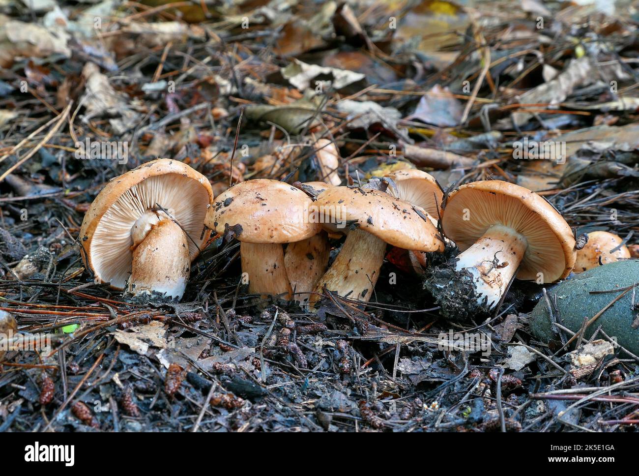 Hebeloma est un genre de champignons de la famille des Hymenogastraceae. Trouvé dans le monde entier, il contient la tarte empoisonnée ou les gâteaux de fée (Hebeloma crustuliniforme) et le champignon ghoul (H. aminophilum), de l'Australie occidentale, qui pousse sur des restes animaux pourris. Le nom générique est un composé grec ancien mot h?b?, 'jeune' ou 'puberty' et le suffixe -loma (????), une frange (se rapportant au voile fongique). Ainsi, Hebeloma se traduit par 'frange de la jeunesse', en référence à la façon dont le voile fongique n'est vu que dans les spécimens immatures. Crédit: BSpragg Banque D'Images