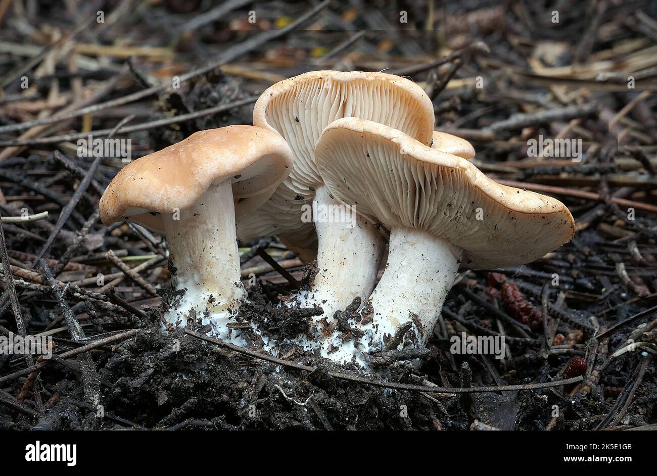 Hebeloma est un genre de champignons de la famille des Hymenogastraceae. Trouvé dans le monde entier, il contient la tarte empoisonnée ou les gâteaux de fée (Hebeloma crustuliniforme) et le champignon ghoul (H. aminophilum), de l'Australie occidentale, qui pousse sur des restes animaux pourris. Le nom générique est un composé grec ancien mot h?b?, 'jeune' ou 'puberty' et le suffixe -loma (????), une frange (se rapportant au voile fongique). Ainsi, Hebeloma se traduit par 'frange de la jeunesse', en référence à la façon dont le voile fongique n'est vu que dans les spécimens immatures. Crédit: BSpragg Banque D'Images