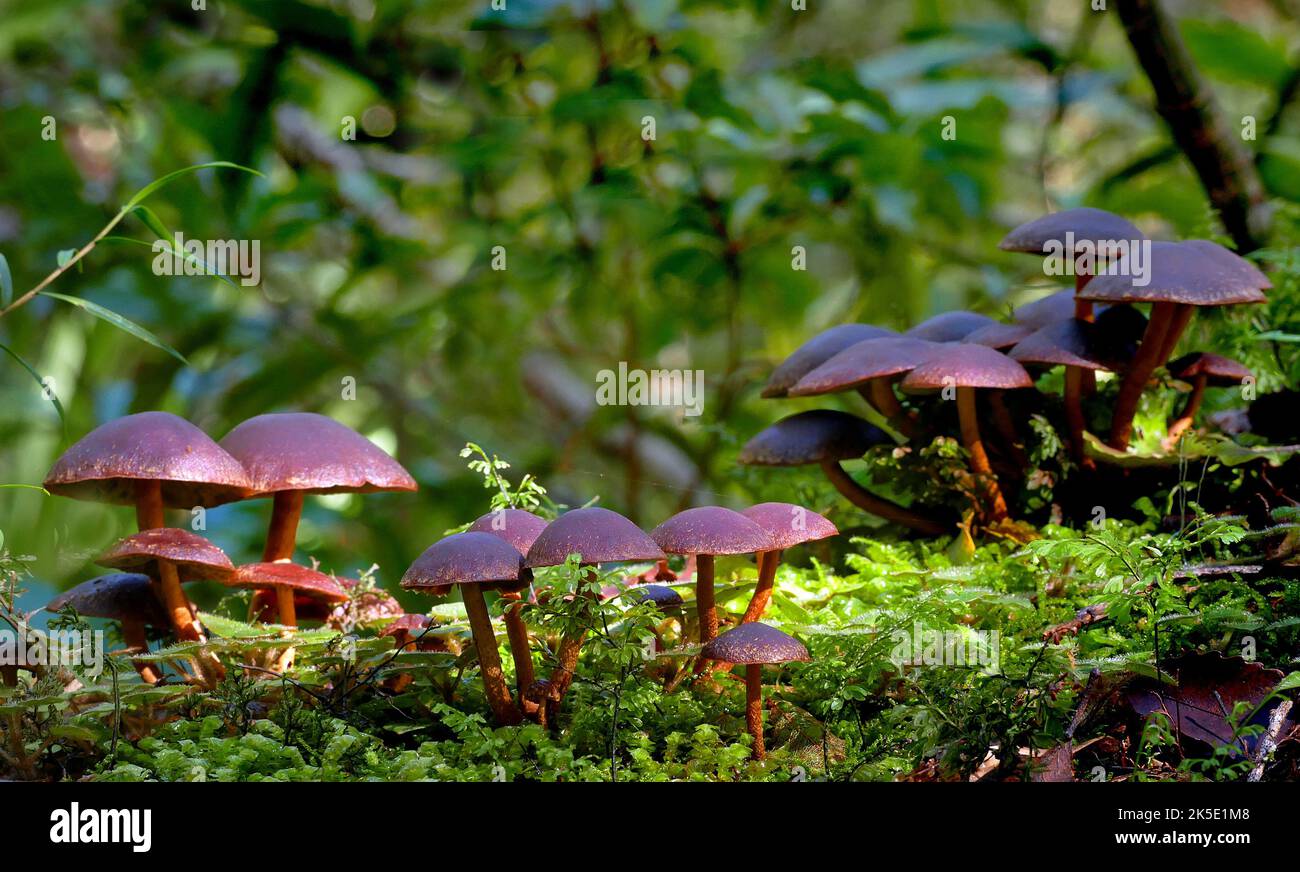Hypholoma brunneum est une espèce de champignon de la famille des Stromphariaceae. Il a été décrit à l'origine en 1899 par George Edward Massee comme Flammula brunnea. Derek Reid l'a transféré au genre Hypholoma en 1954. Crédit: BSpragg Banque D'Images