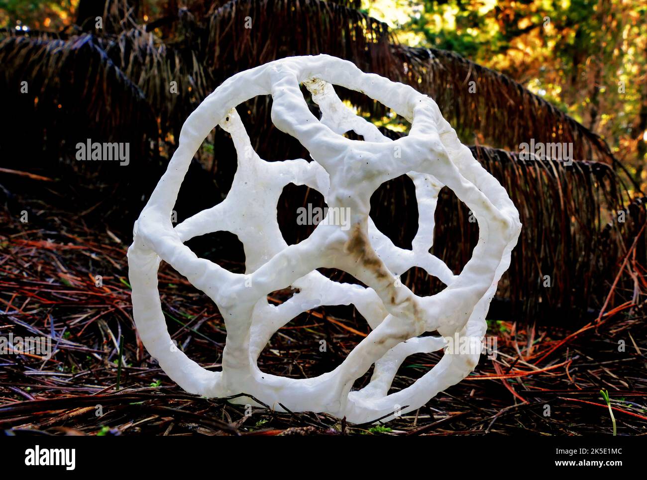 Ileodictyon cibarium est une espèce saprophyte de champignon de la famille des Phallaceae. Il est originaire d'Australie et de Nouvelle-Zélande, où il est communément connu comme le champignon du panier ou le champignon du panier blanc, faisant allusion à ses fructifications, formées comme une boule ronde ou ovale avec des branches entrelacées ou latinées. Dans la géométrie, cette forme est appelée un solide platonique dodécaèdre. Bien que les corps de fruits sphériques immatures soient comestibles, le corps de fruits mûrs est nauséabond et partiellement recouvert d'une couche de chaux contenant des spores (gleba) sur les surfaces intérieures. Crédit: BSpragg Banque D'Images
