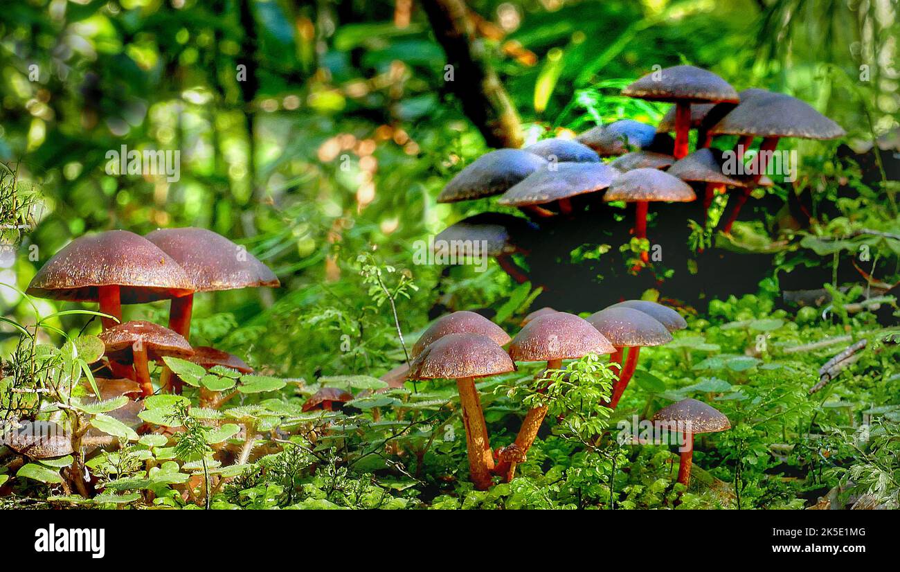 Hypholoma brunneum est une espèce de champignon de la famille des Stromphariaceae. Il a été décrit à l'origine en 1899 par George Edward Massee comme Flammula brunnea. Derek Reid l'a transféré au genre Hypholoma en 1954. Crédit: BSpragg Banque D'Images