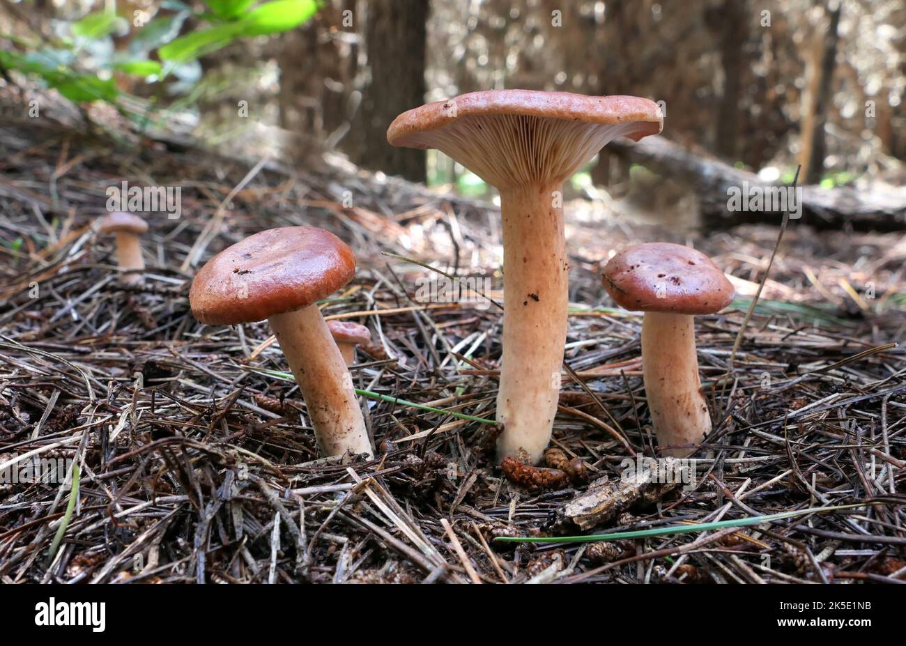 Lactarius rufus est un membre commun de taille moyenne du genre de champignons Lactarius, dont de nombreux membres sont communément connus sous le nom de Milkcaps. Connu sous le nom commun de la laque roufeuse ou de la calotte de lait chaud rouge en Amérique du Nord. Il est de couleur rouge brique foncé et pousse avec des pins ou des bouleaux. Décrit à l'origine par Giovanni Antonio Scopoli, et plus tard par le père suédois de la mycologie moderne Elias Magnus Fries. L'épithet rufus spécifique est une référence à sa couleur.?Credit: BSpragg Banque D'Images
