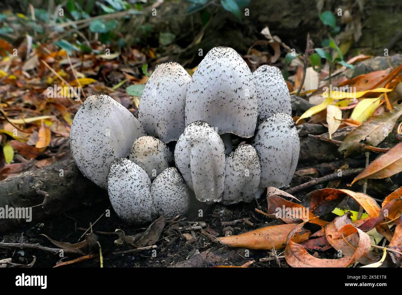 L'Inkcap commun comestible conditionnellement peut se référer à un certain nombre de tabourets de crapaud des genres Coprinus, Coprinellus et Copprinopsis. Banque D'Images