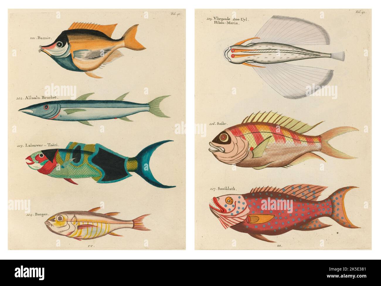 Illustrations anciennes de poissons, de crabes et d'écrevisses avec des annotations en français. De Louis Renard's Poissons, Ecrevisses et Crabes, publié en 1754. Gravures en cuivre de couleur organis comme 2 pages du titre original posé côte à côte. Banque D'Images