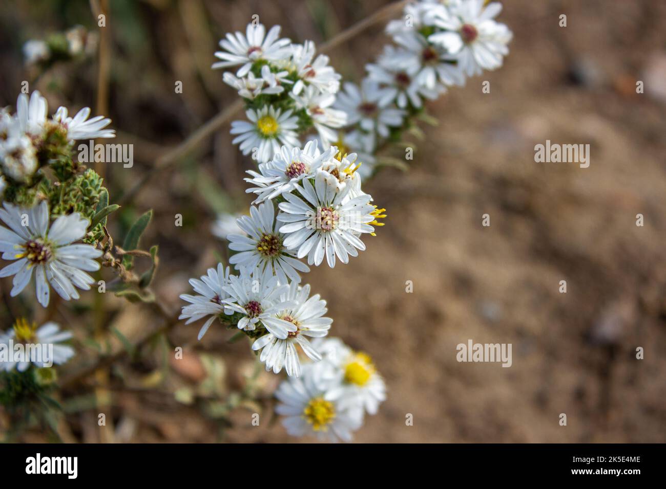 Fleurs blanches Banque D'Images