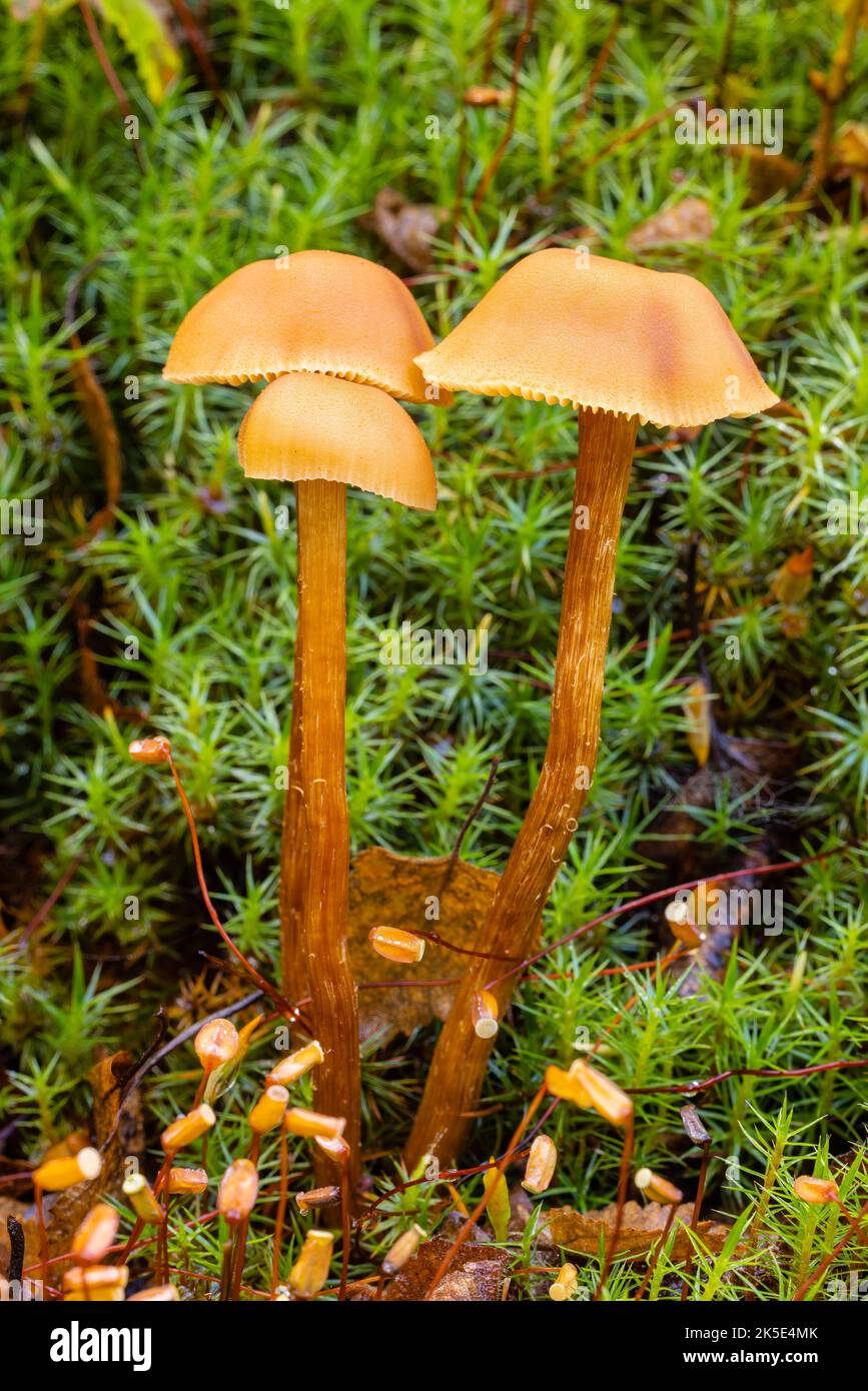 Gros plan sur le champignon Laccaria (Laccaria laccata) dans le parc national de Denali, dans le centre-sud de l'Alaska. Banque D'Images