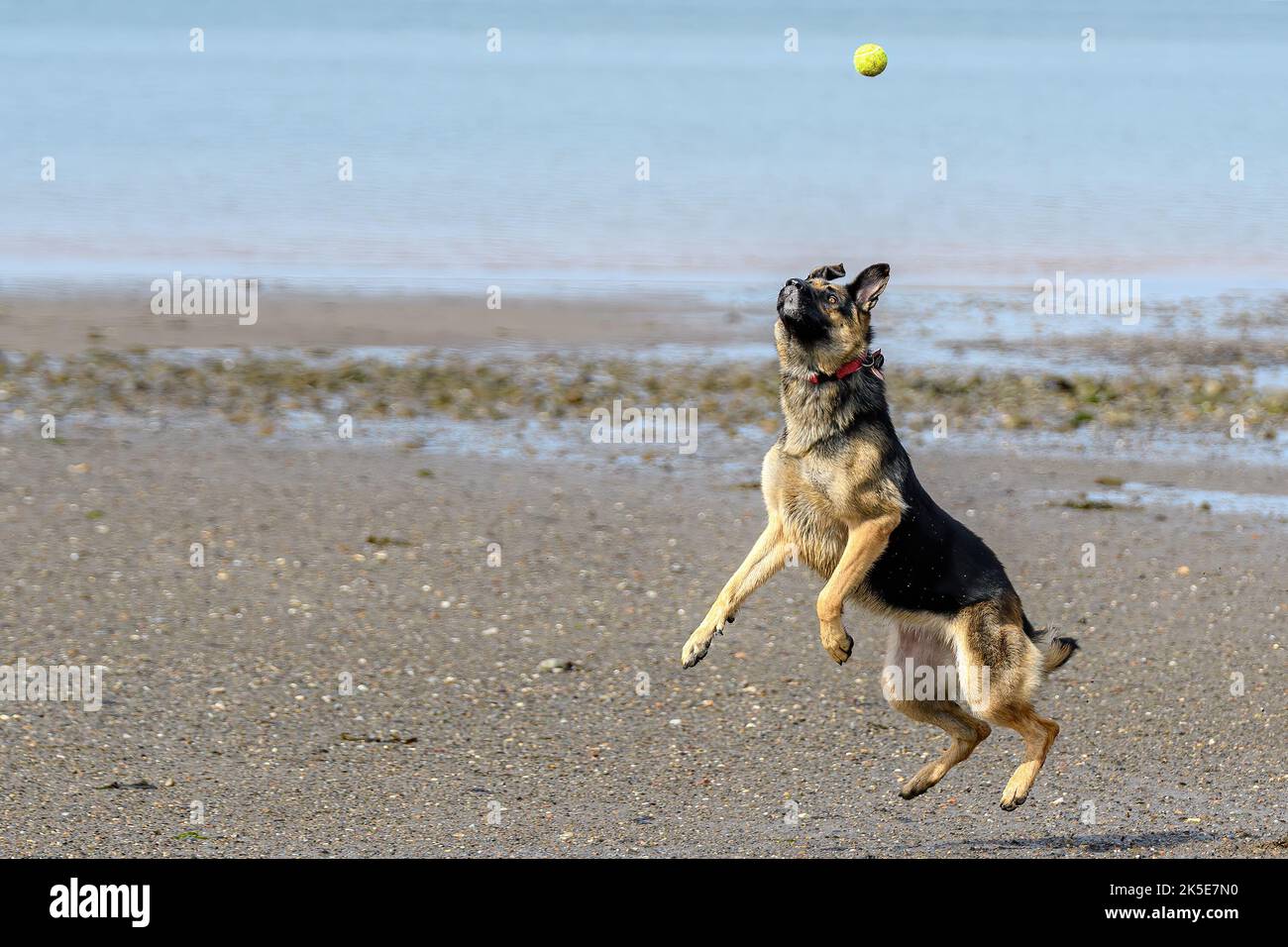 Un berger allemand sur une plage saute à une balle de tennis alors qu'il descend vers elle. Tout pour les pieds bien au-dessus du sol. Banque D'Images